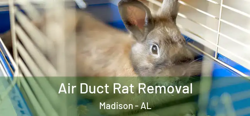  Air Duct Rat Removal Madison - AL